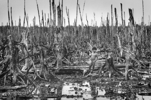 Destroyed mangrove forest in Cape Ca Mau, South Vietnam,1976